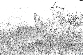 lapin Coloriages À Imprimer